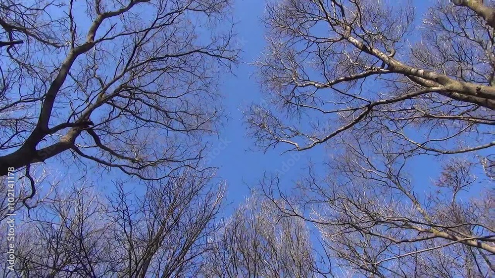 Trees against the sky Trees against the sky