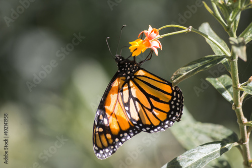 La mariposa monarca cuelga agarrada de la flor. © jesuschurion57