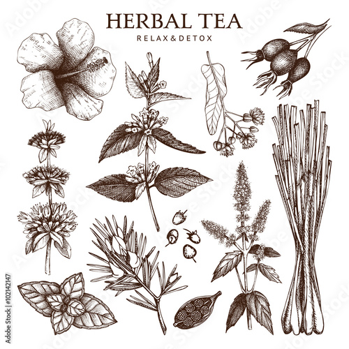 Botanical collection of hand drawn herbal tea ingredients. Decorative  set of vintage herbs and spice sketch. Vector illustration