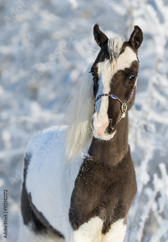 American miniature stallion photo