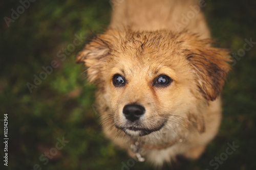 Hund Beobachtet