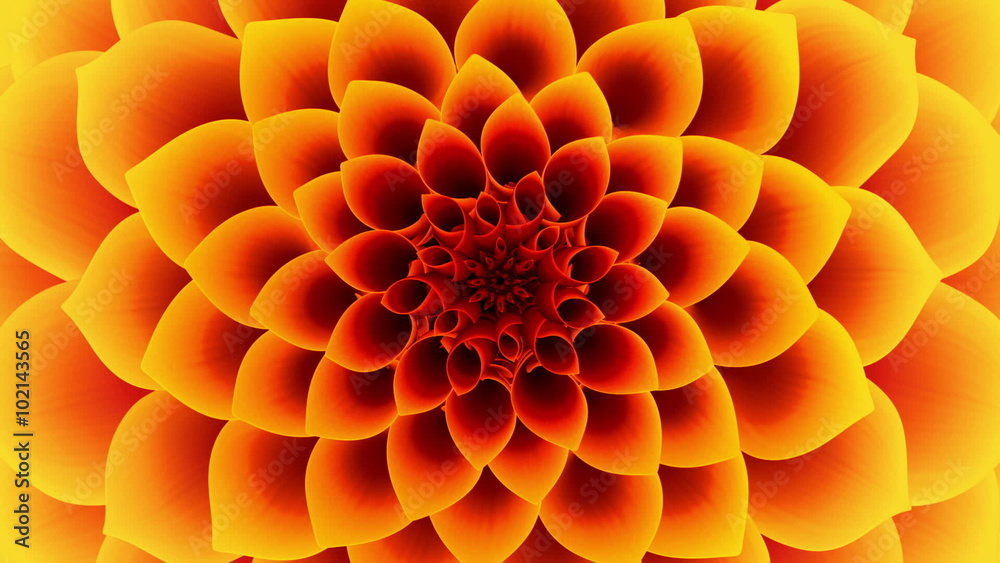 Opening Of The Yellow Flower. Looped.