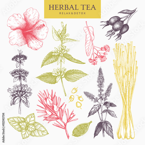 Botanical collection of hand drawn herbal tea ingredients. Decorative pastel set of vintage herbs and spice sketch. Vector illustration