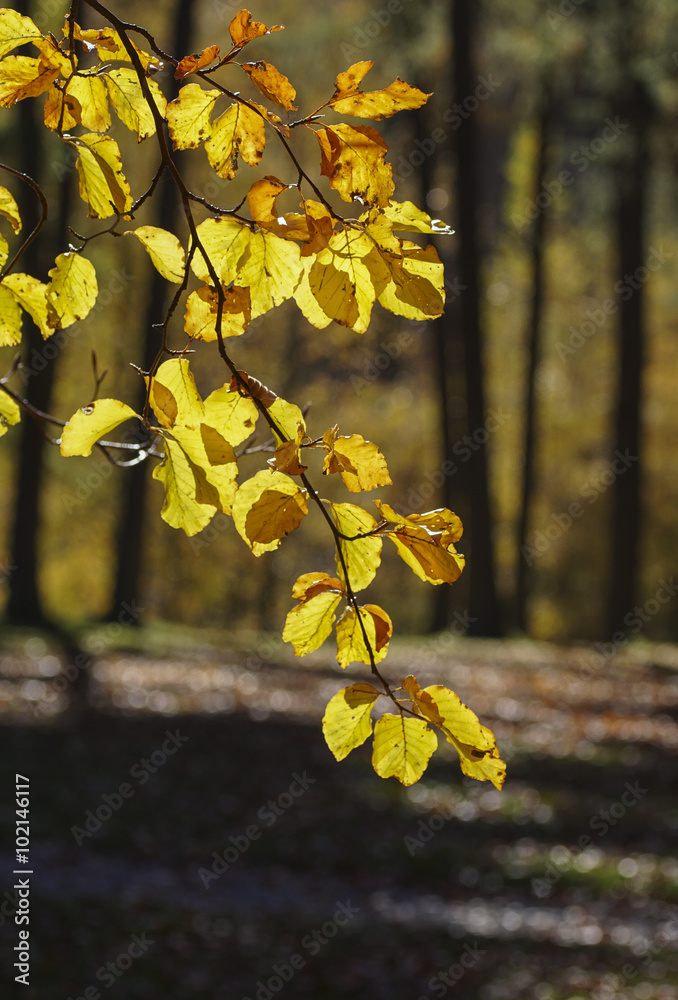 Herbstwald
