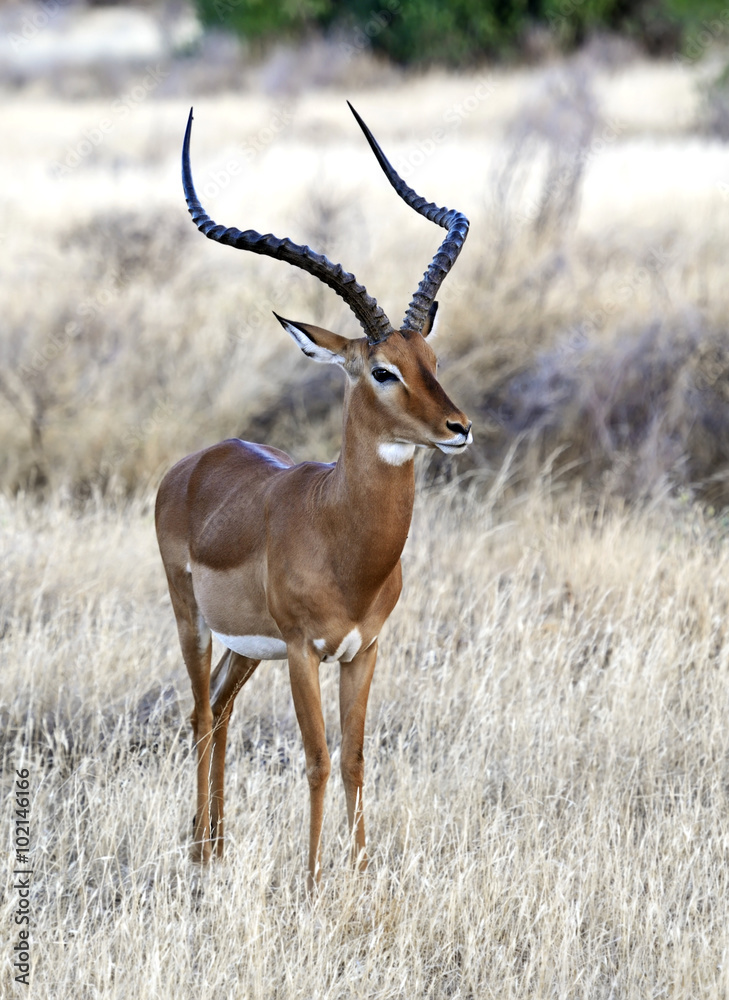 Impala gazelle in Africa Impala gazelle in Africa
