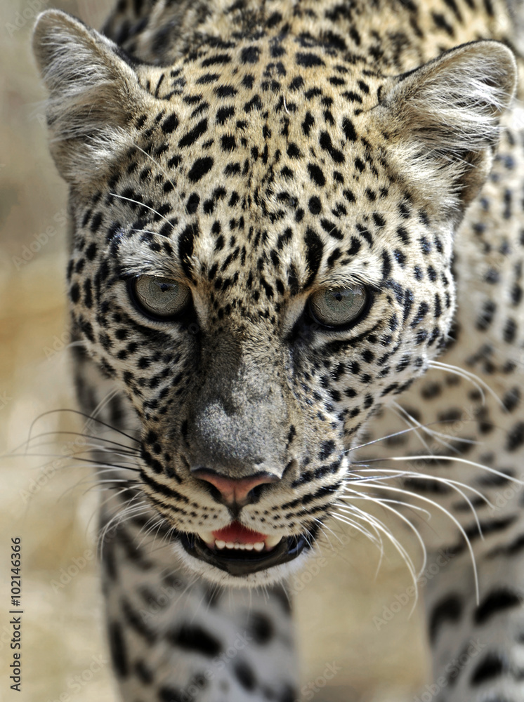 Fototapeta premium Leopard in the savannah