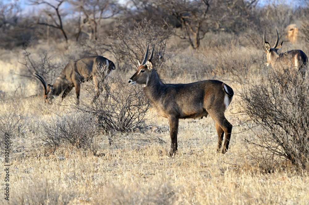 Fototapeta premium Water goat in the savannah