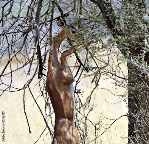 Gerenuk
