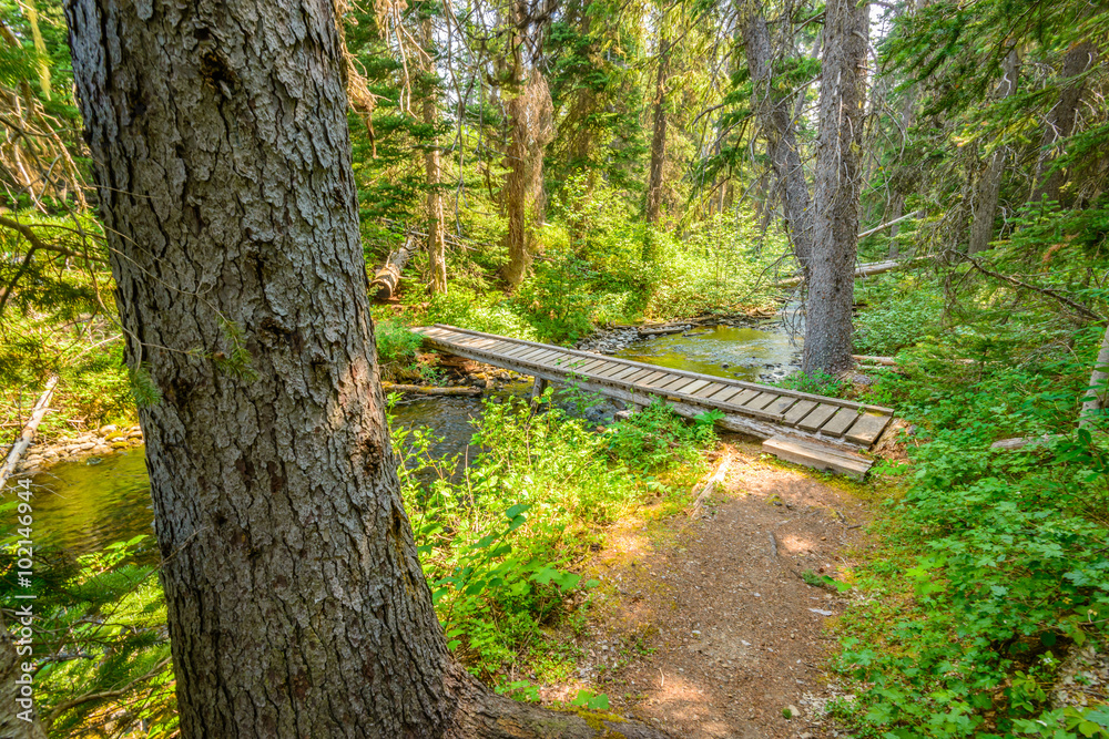 Obraz premium Beautiful Mountain Trail. Lightning Lake Trail at Manning Park in British Columbia. Canada.