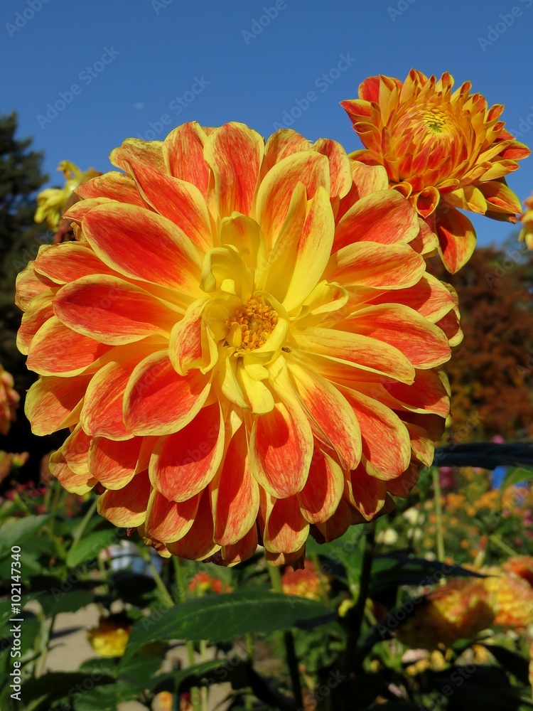Obraz premium dahlia