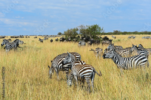 Zebra in the Masai Mara © kyslynskyy