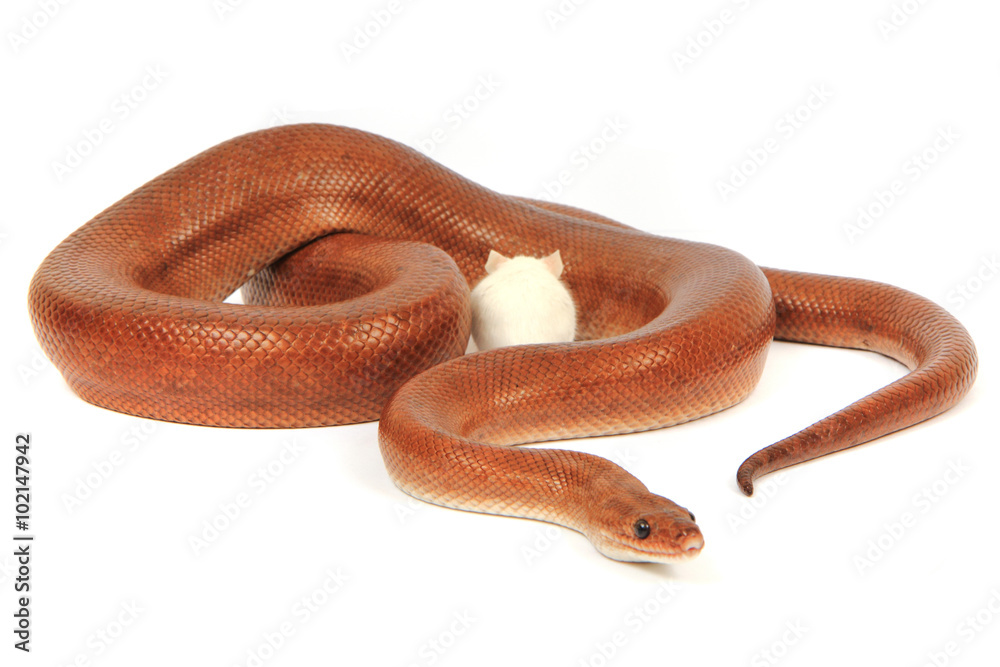 Obraz premium rainbow boa snake and his friend mouse