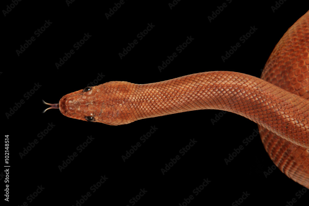 Fototapeta premium rainbow boa snake