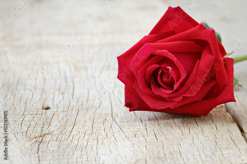 Close up of red Rose on wooden. Valentine's day, anniversary and