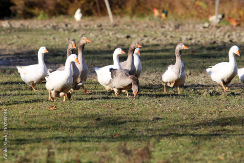 Grey and white domestic goose on poultry farm