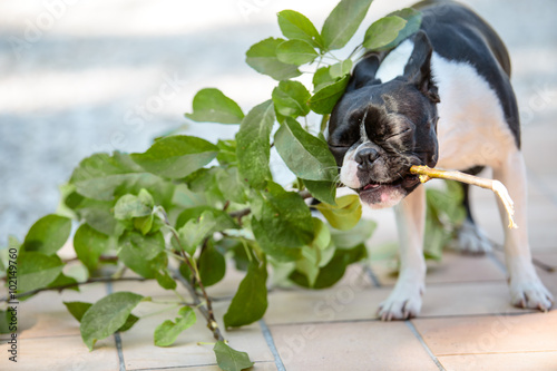 Fotografía Boston Terrier spielt mit Zweig