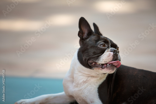 Boston Terrier © Nailia Schwarz