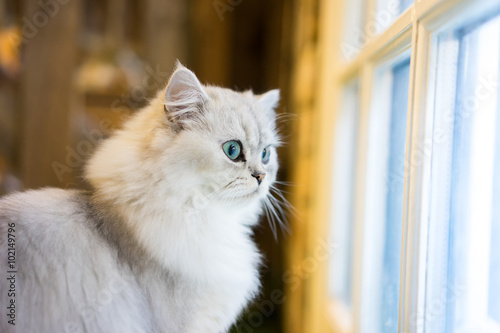 Fototapeta Naklejka Na Ścianę i Meble -  Persian cat sitting in the room
