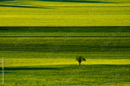 Quadro su tela Albero nei campi