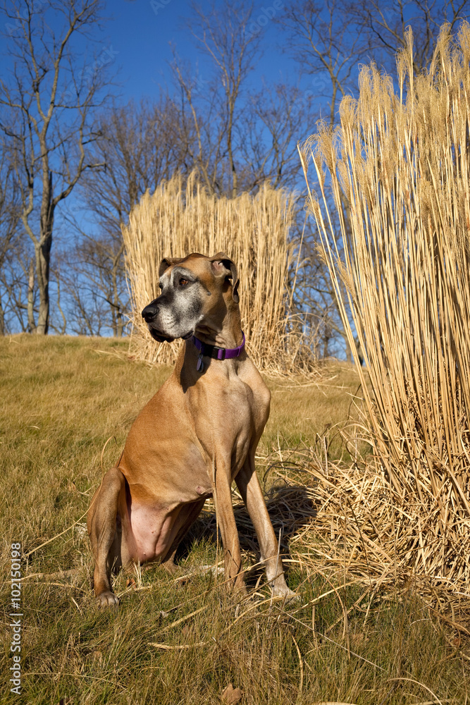 Sweet great Dane sitting in field with yellow grass stacks looking left, vertical