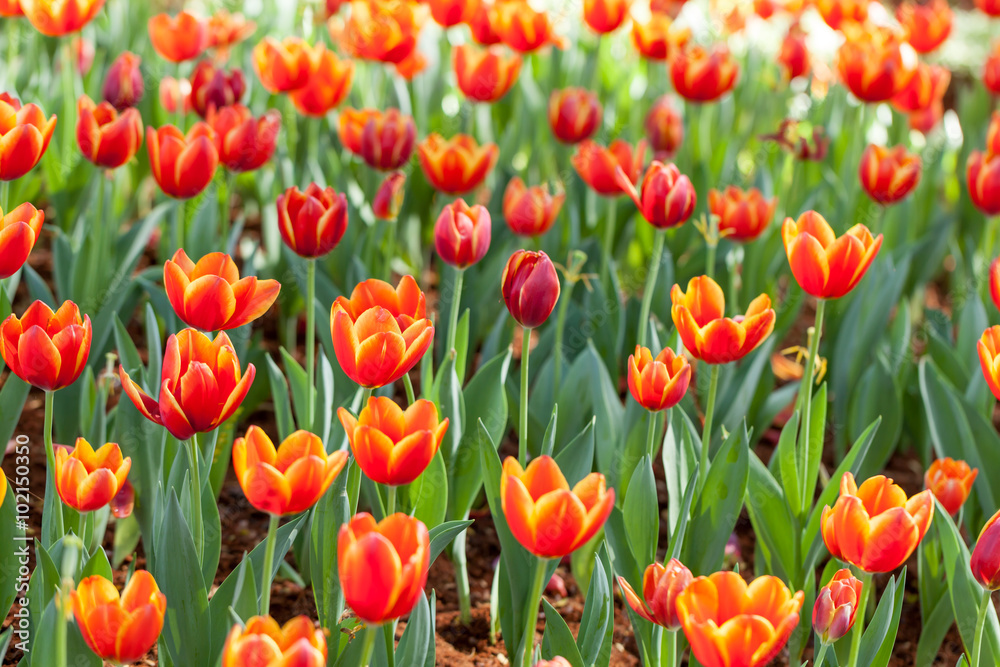 Colorful tulips planted in the garden decorations.