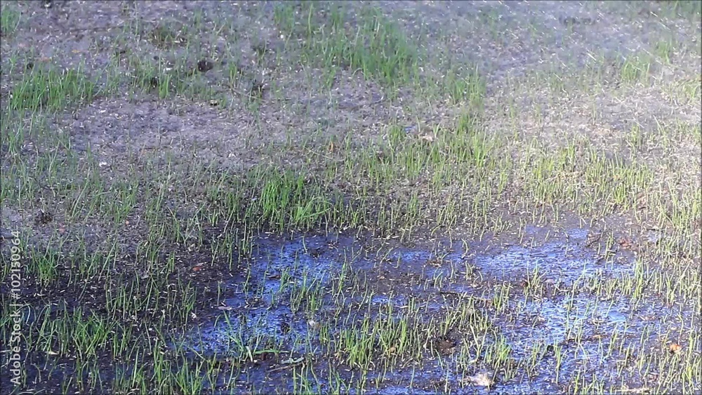 watering on growing lawn in spring
watering on growing lawn in spring
