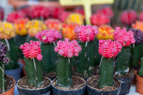 Cactus pink head was kept in pots in a row, beautiful.
