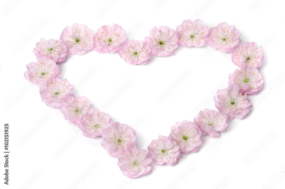 pink flowers in heart shape on white background