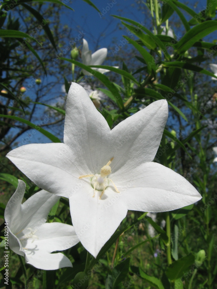 Platycodon grandiflorus StockFoto Adobe Stock