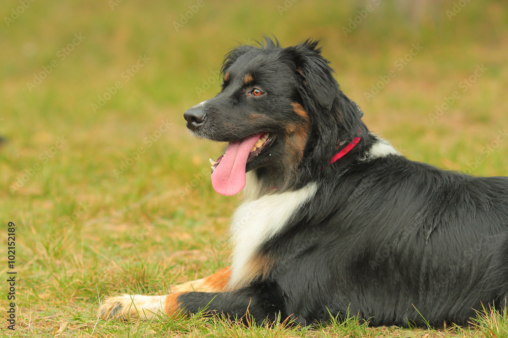 Australian shepherd