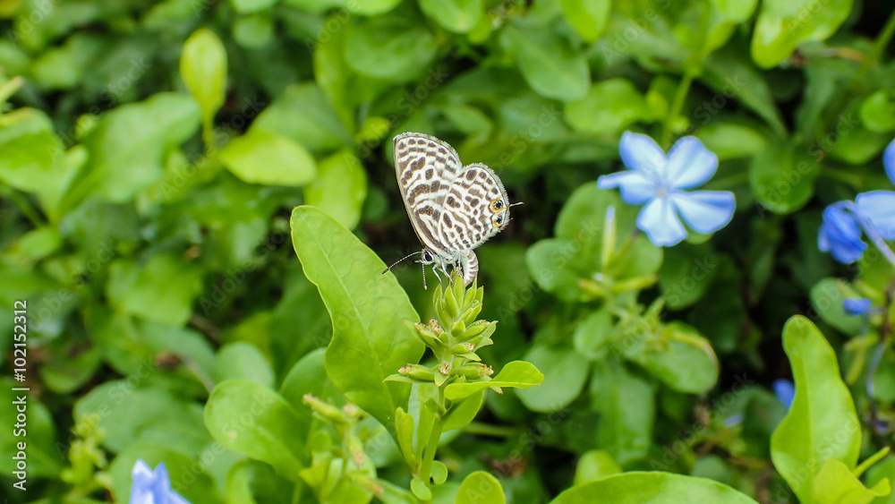 Fototapeta premium butterfly
