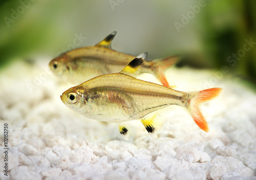 Golden pristella tetra Pristella maxillaris X-ray tetra aquarium fish 