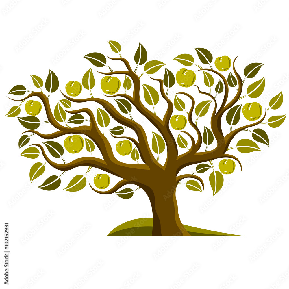 Fototapeta premium Fruity tree with ripe apples isolated on white. Organic and eco