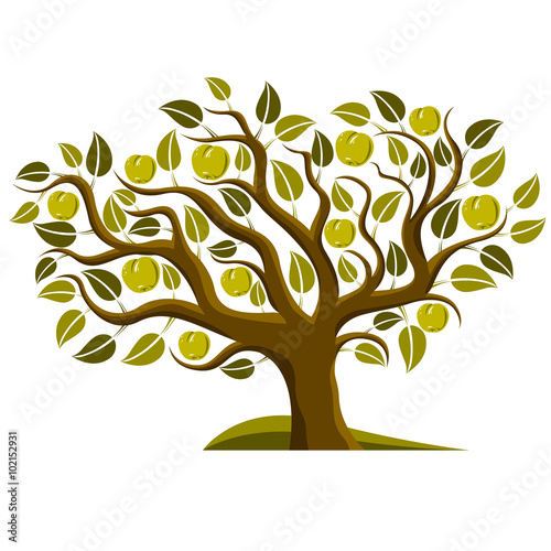 Fruity tree with ripe apples isolated on white. Organic and eco