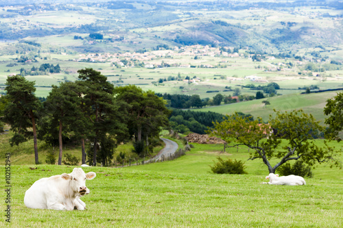 Fototapeta Naklejka Na Ścianę i Meble -  cows on meadow, Rhone-Alpes, France