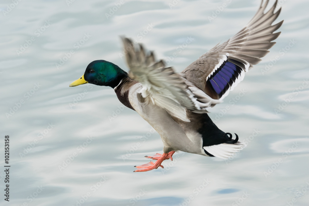 Obraz premium 着水するマガモ