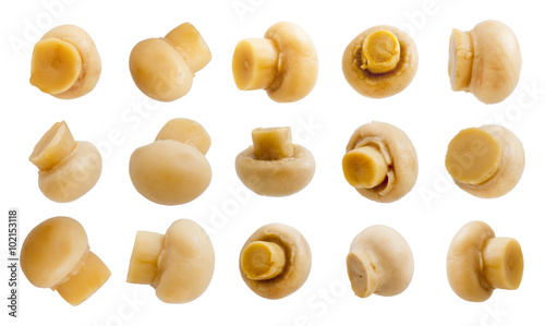 Collection of mushroom isolated.