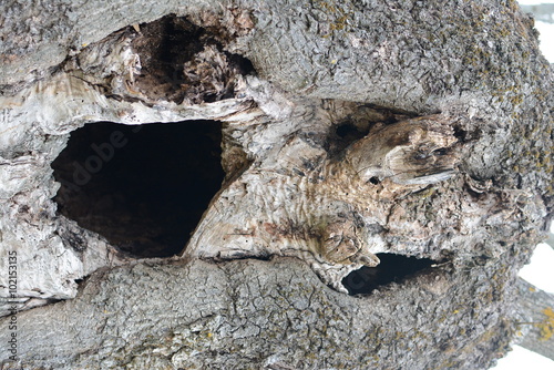 Face in the tree