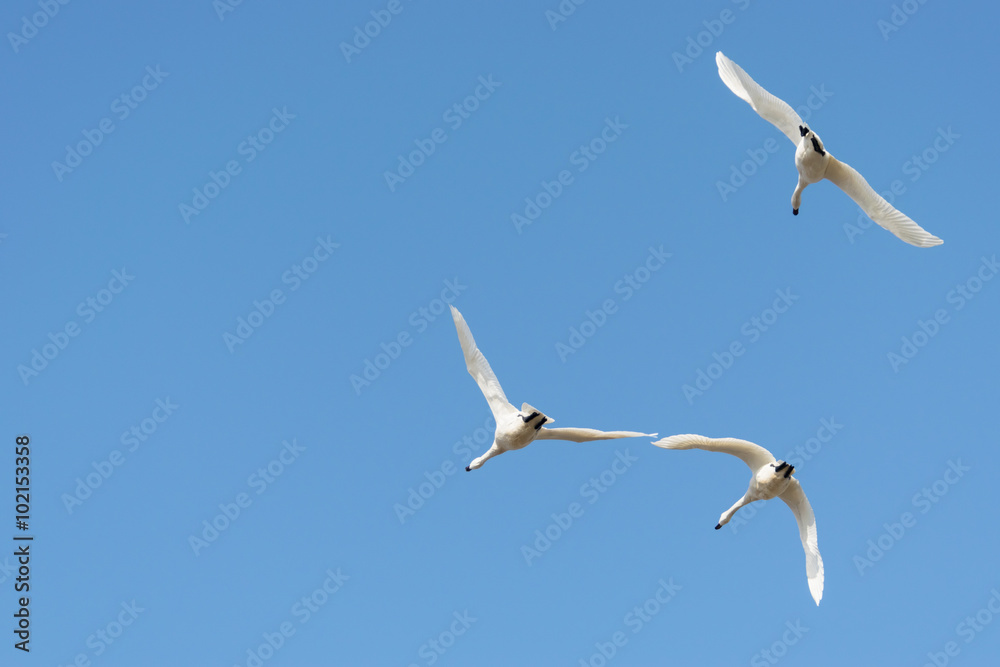 Naklejka premium 飛ぶ白鳥