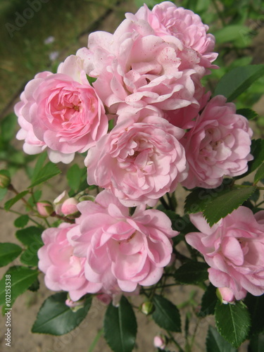 Pink rose in the garden ,Floribunda