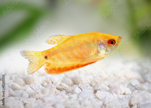Aquarium Fish Golden gourami Trichogaster trichopterus 