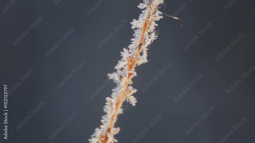 Beautiful branches and stems in the winter in nature. Frozen branch in the snow in winter.
Beautiful branches and stems in the winter in nature. Frozen branch in the snow in winter.