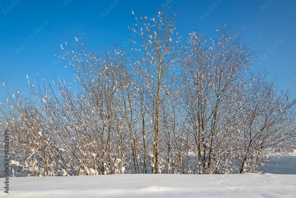 trees in snow on blue sky background trees in snow on blue sky background