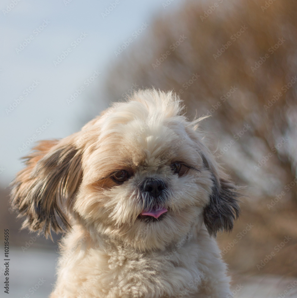 dog shows tongue