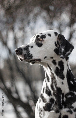 Pretty dalmatian