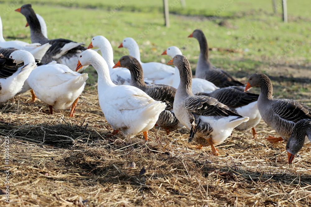 Group of white and grey domestic geese Group of white and grey domestic geese