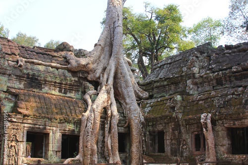  Ta Prohm temple at Angkor, Siem Reap Province, Cambodia was used as a location in the film Tomb Raider