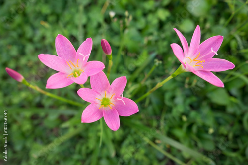 Pink flower on green background