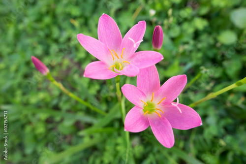 Pink flower on green background