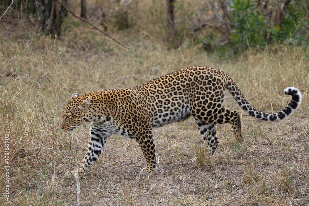 Fototapeta premium Leopard on the move